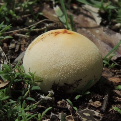 Bovista (A puffball) at Pollinator-friendly garden Conder - 18 Feb 2020 by michaelb