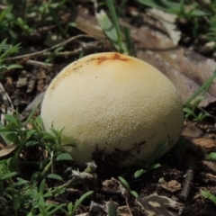 Bovista (A puffball) at Conder, ACT - 18 Feb 2020 by michaelb