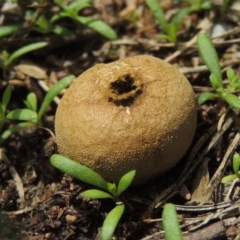 Bovista (A puffball) at Conder, ACT - 18 Feb 2020 by michaelb