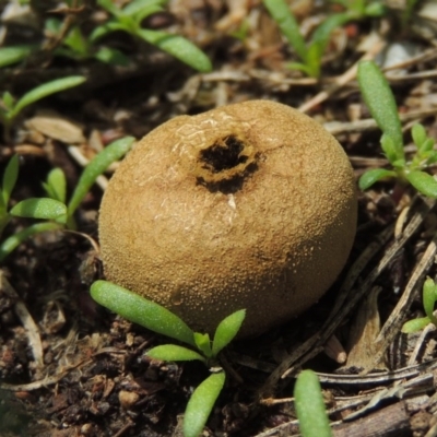 Bovista (A puffball) at Pollinator-friendly garden Conder - 18 Feb 2020 by michaelb