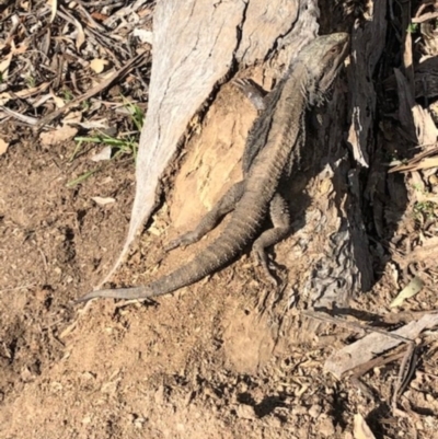 Pogona barbata (Eastern Bearded Dragon) at Red Hill to Yarralumla Creek - 31 Aug 2020 by JackyF