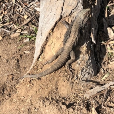 Pogona barbata (Eastern Bearded Dragon) at Hughes, ACT - 31 Aug 2020 by JackyF