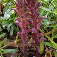 Orobanche minor (Broomrape) at Dunlop, ACT - 17 Sep 2020 by Monnie