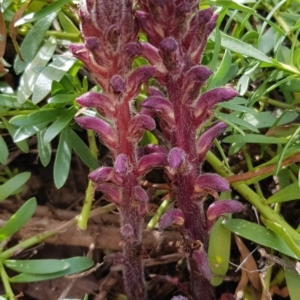 Orobanche minor at Dunlop, ACT - 17 Sep 2020