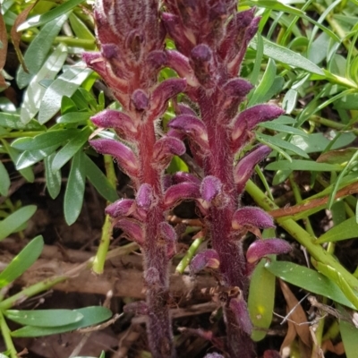 Orobanche minor (Broomrape) at Dunlop, ACT - 17 Sep 2020 by Monnie