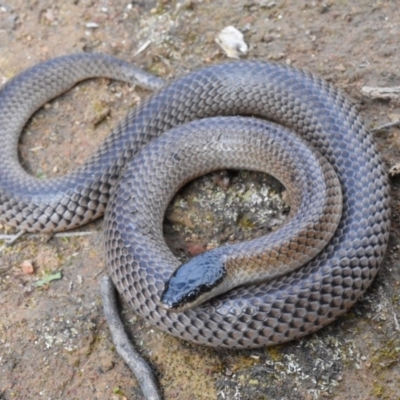 Parasuta dwyeri (Dwyer's Black-headed Snake) at Goorooyarroo NR (ACT) - 5 Sep 2020 by BrianHerps