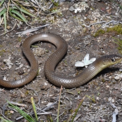 Delma inornata (Olive Legless-lizard) at Forde, ACT - 30 Aug 2020 by BrianLR