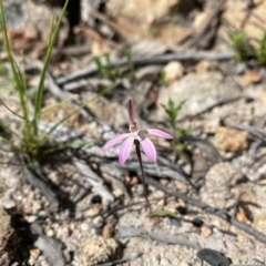 Caladenia fuscata (Dusky Fingers) at Tuggeranong DC, ACT - 17 Sep 2020 by Shazw