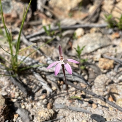 Caladenia fuscata (Dusky Fingers) at Tuggeranong DC, ACT - 17 Sep 2020 by Shazw