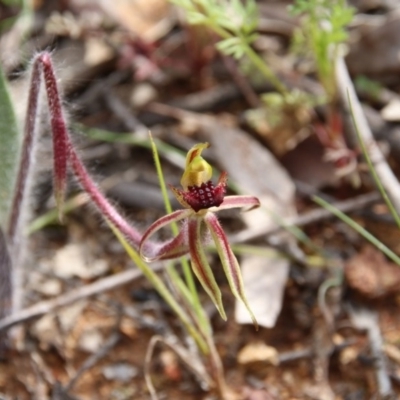 Caladenia actensis (Canberra Spider Orchid) at Mount Majura - 16 Sep 2020 by petersan