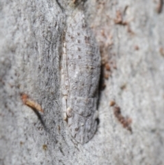 Ledromorpha planirostris at Acton, ACT - 13 Sep 2020