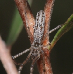 Tetragnatha demissa (Crouching Long-jawed Spider) at Acton, ACT - 13 Sep 2020 by TimL