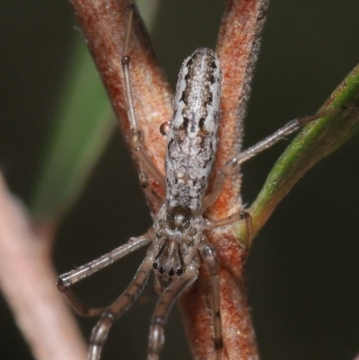 Tetragnatha demissa (Crouching Long-jawed Spider) at Acton, ACT - 13 Sep 2020 by TimL