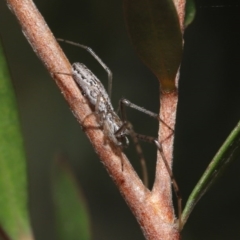 Tetragnatha demissa at Acton, ACT - 13 Sep 2020