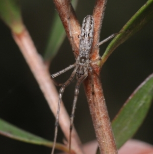 Tetragnatha demissa at Acton, ACT - 13 Sep 2020 10:41 AM