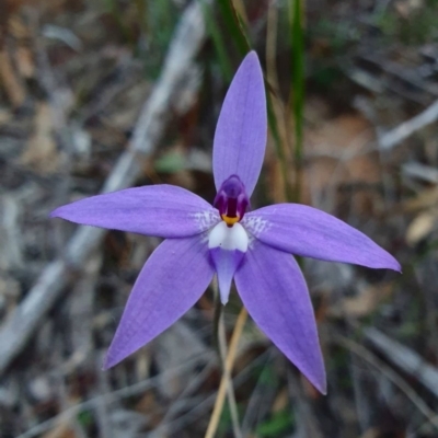 Glossodia major (Wax Lip Orchid) at Black Mountain - 16 Sep 2020 by RachelG