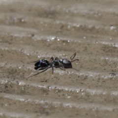 Ochetellus sp. (genus) (Black House Ant) at Acton, ACT - 13 Sep 2020 by TimL