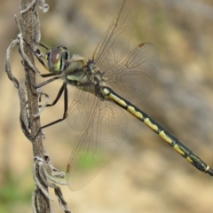 Hemicordulia tau (Tau Emerald) at Coree, ACT - 17 Sep 2020 by SandraH