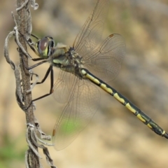 Hemicordulia tau (Tau Emerald) at Lower Cotter Catchment - 17 Sep 2020 by SandraH