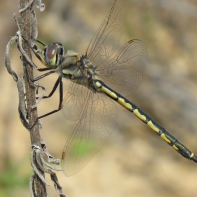 Hemicordulia tau (Tau Emerald) at Lower Cotter Catchment - 17 Sep 2020 by SandraH