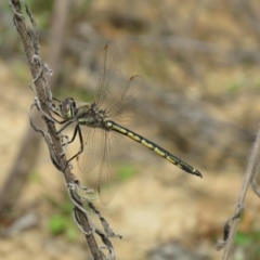 Hemicordulia tau at Coree, ACT - 17 Sep 2020