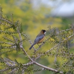 Acanthorhynchus tenuirostris (Eastern Spinebill) at Albury, NSW - 17 Sep 2020 by GeoffHudson