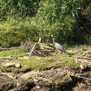 Egretta novaehollandiae at East Albury, NSW - 30 Aug 2020 01:01 PM