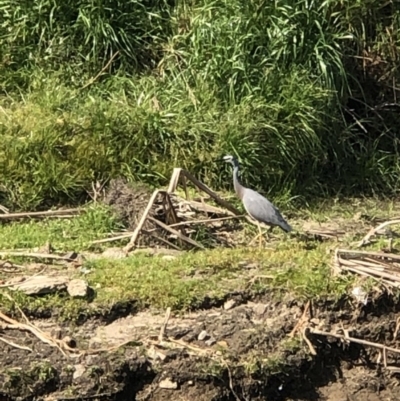 Egretta novaehollandiae (White-faced Heron) at East Albury, NSW - 30 Aug 2020 by GeoffHudson