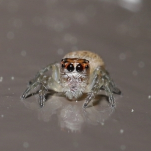 Opisthoncus sp. (genus) at Acton, ACT - 13 Sep 2020 12:16 PM