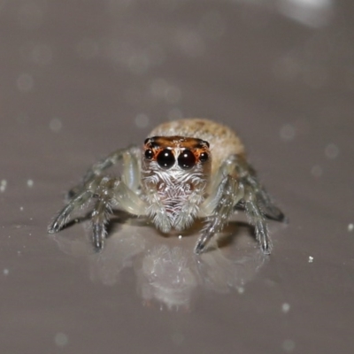 Opisthoncus sp. (genus) (Unidentified Opisthoncus jumping spider) at ANBG - 13 Sep 2020 by TimL
