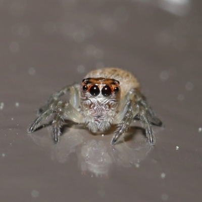 Opisthoncus sp. (genus) (Opisthoncus jumping spider) at Acton, ACT - 13 Sep 2020 by TimL