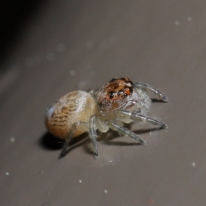 Opisthoncus sp. (genus) at Acton, ACT - 13 Sep 2020 12:16 PM