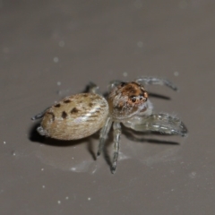 Opisthoncus sp. (genus) at Acton, ACT - 13 Sep 2020