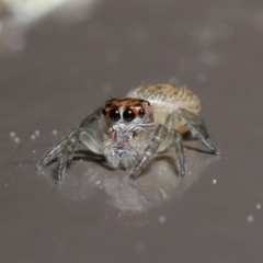 Opisthoncus sp. (genus) at Acton, ACT - 13 Sep 2020 12:16 PM