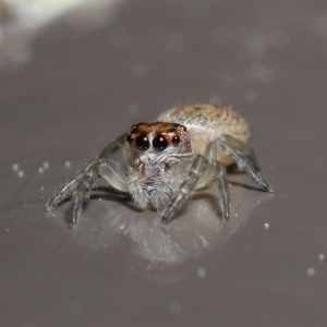 Opisthoncus sp. (genus) at Acton, ACT - 13 Sep 2020 12:16 PM