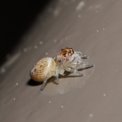 Opisthoncus sp. (genus) at Acton, ACT - 13 Sep 2020 12:16 PM