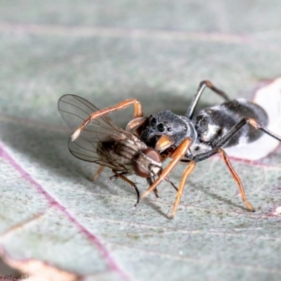 Myrmarachne (genus) (Unidentified Ant-mimic jumping spider) at Holt, ACT - 17 Sep 2020 by Roger