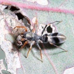 Myrmarachne sp. (genus) at Holt, ACT - 17 Sep 2020