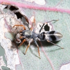 Myrmarachne (genus) at Holt, ACT - 17 Sep 2020 12:59 PM