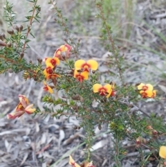 Dillwynia phylicoides (A Parrot-pea) at Black Mountain - 17 Sep 2020 by RachelG