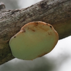 zz Polypore (shelf/hoof-like) at Latham, ACT - 16 Aug 2020 by Caric