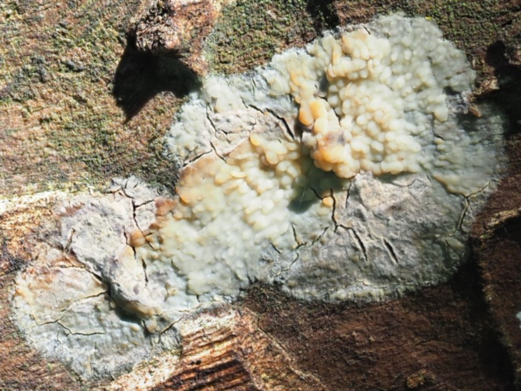 Corticioid fungi at Latham, ACT - 10 Aug 2020