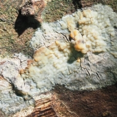 Corticioid fungi at Latham, ACT - 10 Aug 2020 by Caric