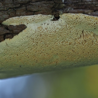 zz flat polypore - white(ish) at Latham, ACT - 10 Aug 2020 by Caric