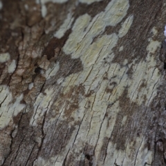 Corticioid fungi at Latham, ACT - 10 Aug 2020