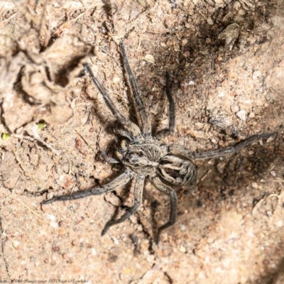 Tasmanicosa godeffroyi (Garden Wolf Spider) at Woodstock Nature Reserve - 17 Sep 2020 by Roger