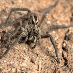 Tasmanicosa godeffroyi at Holt, ACT - 17 Sep 2020