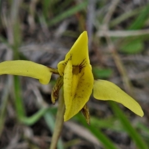 Diuris chryseopsis at Coree, ACT - suppressed