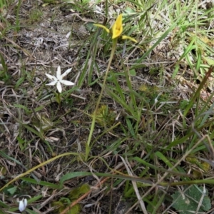 Diuris chryseopsis at Coree, ACT - suppressed