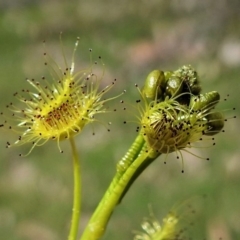 Drosera (genus) (A Sundew) at Coree, ACT - 17 Sep 2020 by JohnBundock
